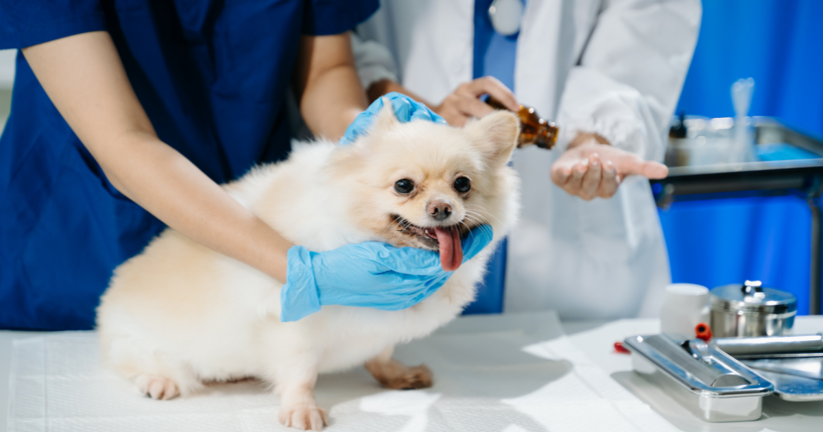 Cost of Emotional Support Animal: How Much in 2025?