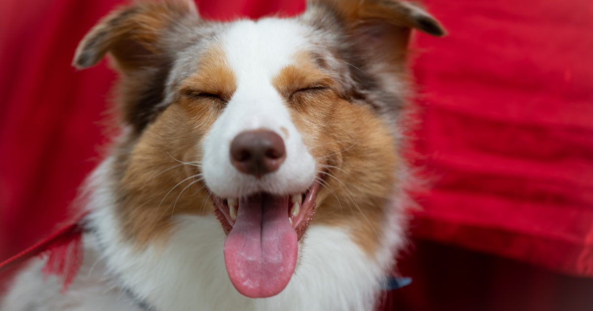 ESA Roommate Conflict Resolution: Student Guide for 2026