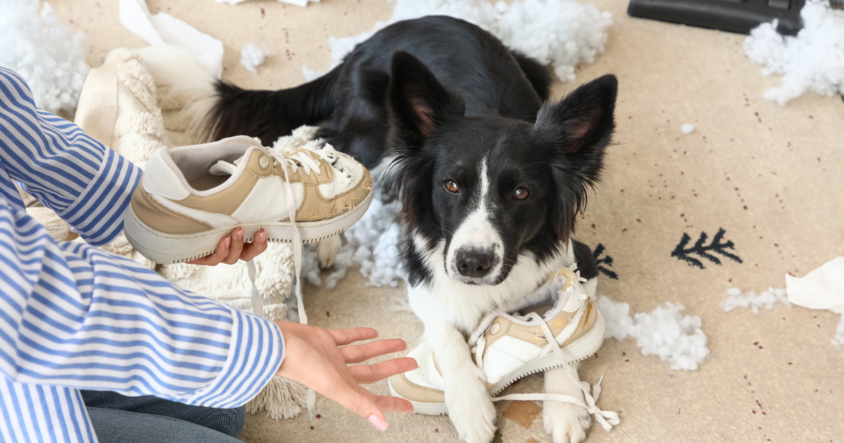 Emotional Support Animal Behavior Issues: 2025 Guide