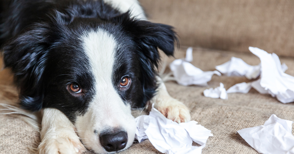 Emotional Support Animal Behavior Issues: 2025 Guide