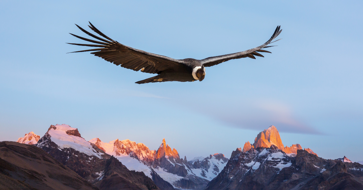 ESA Other Species Rules: Foreign Species, 4(d) & 10(j)