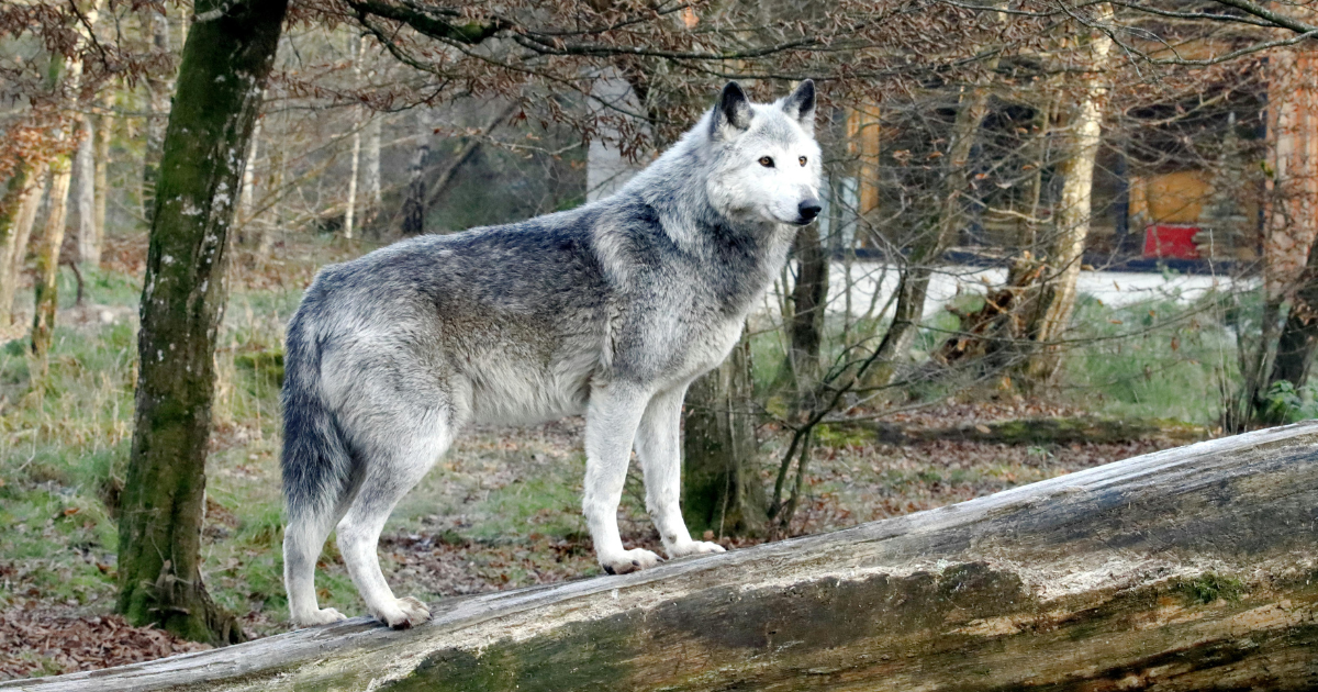 ESA Other Species Rules: Foreign Species, 4(d) & 10(j)