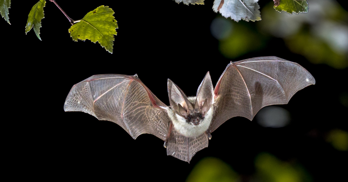 ESA Other Species Rules: Foreign Species, 4(d) & 10(j)