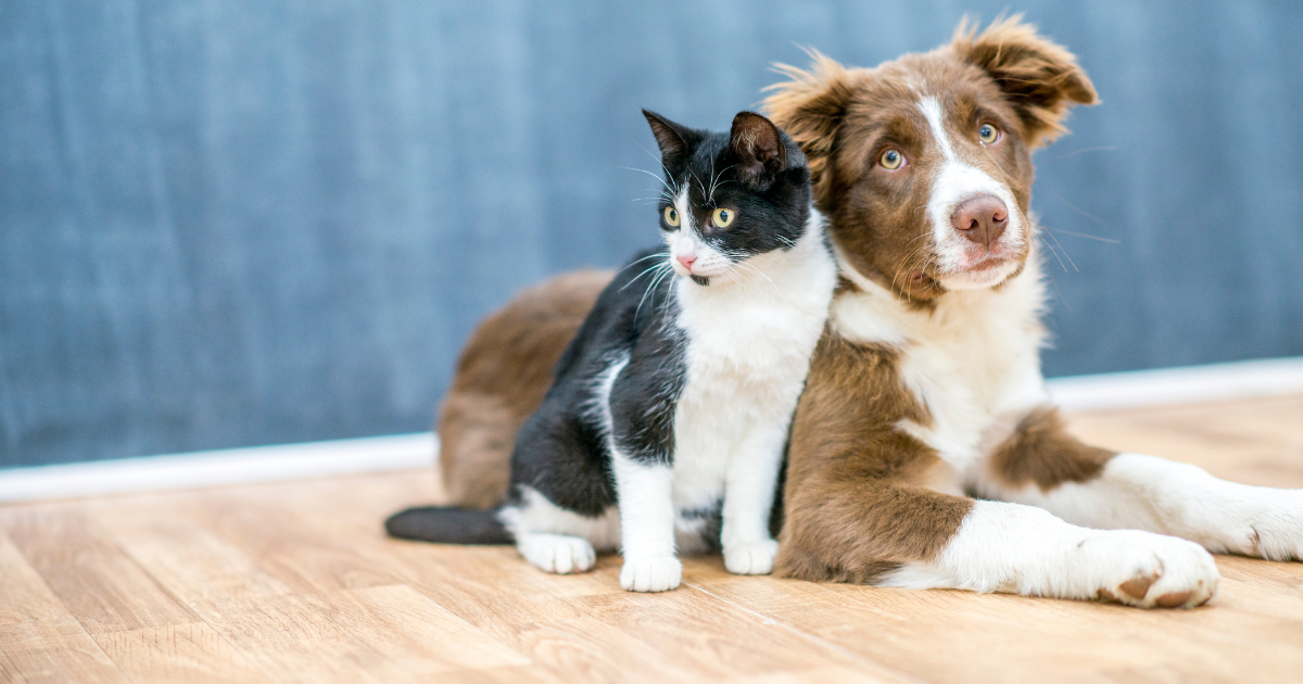 ESA Care Expenses 2025: What It Costs and How to Budget