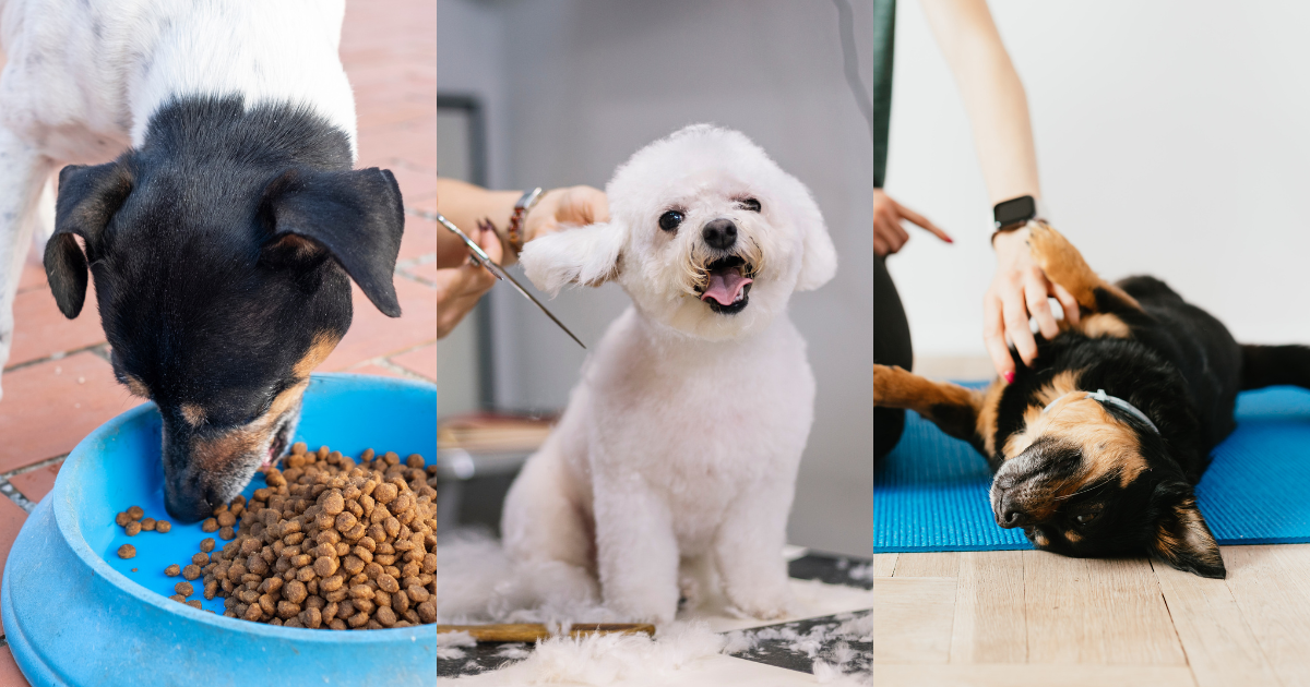 Veterinary Cost ESA 2025: Annual Costs, Savings + Tips