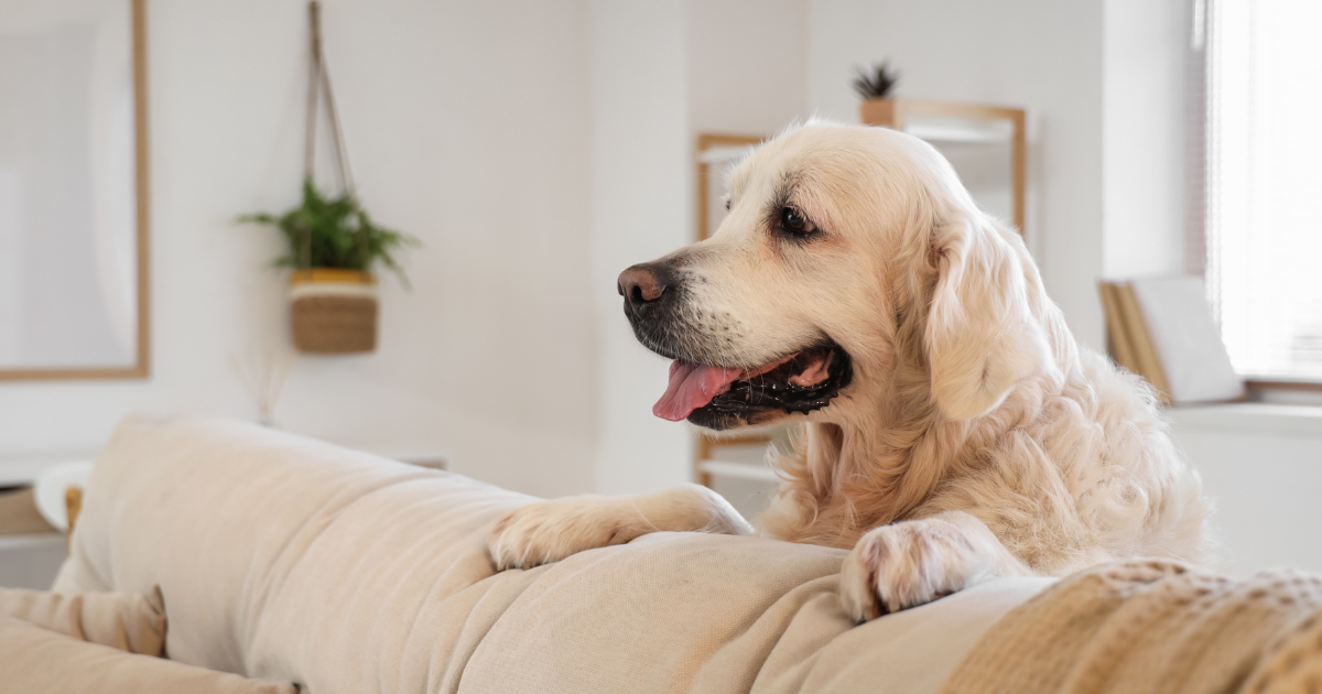 Talking About ESA Shared Housing: 2026 Rights & Rules