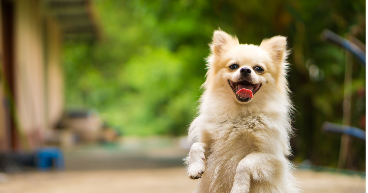 Talking About ESA Shared Housing: 2026 Rights & Rules