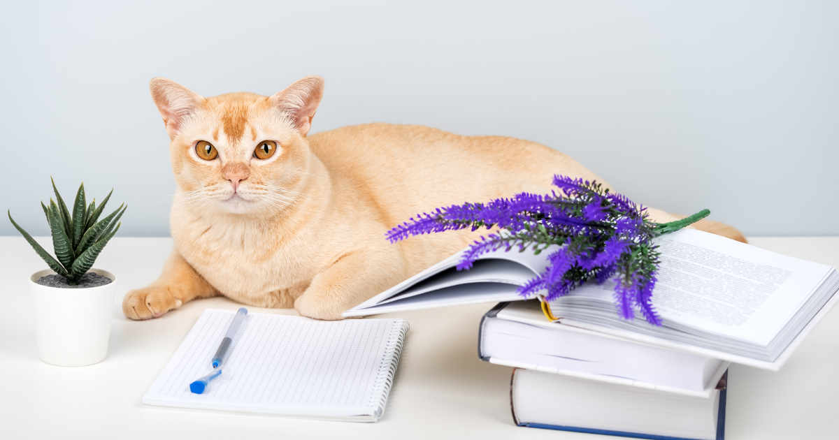 How to Talk to Therapist About ESA (2026 Housing Guide)