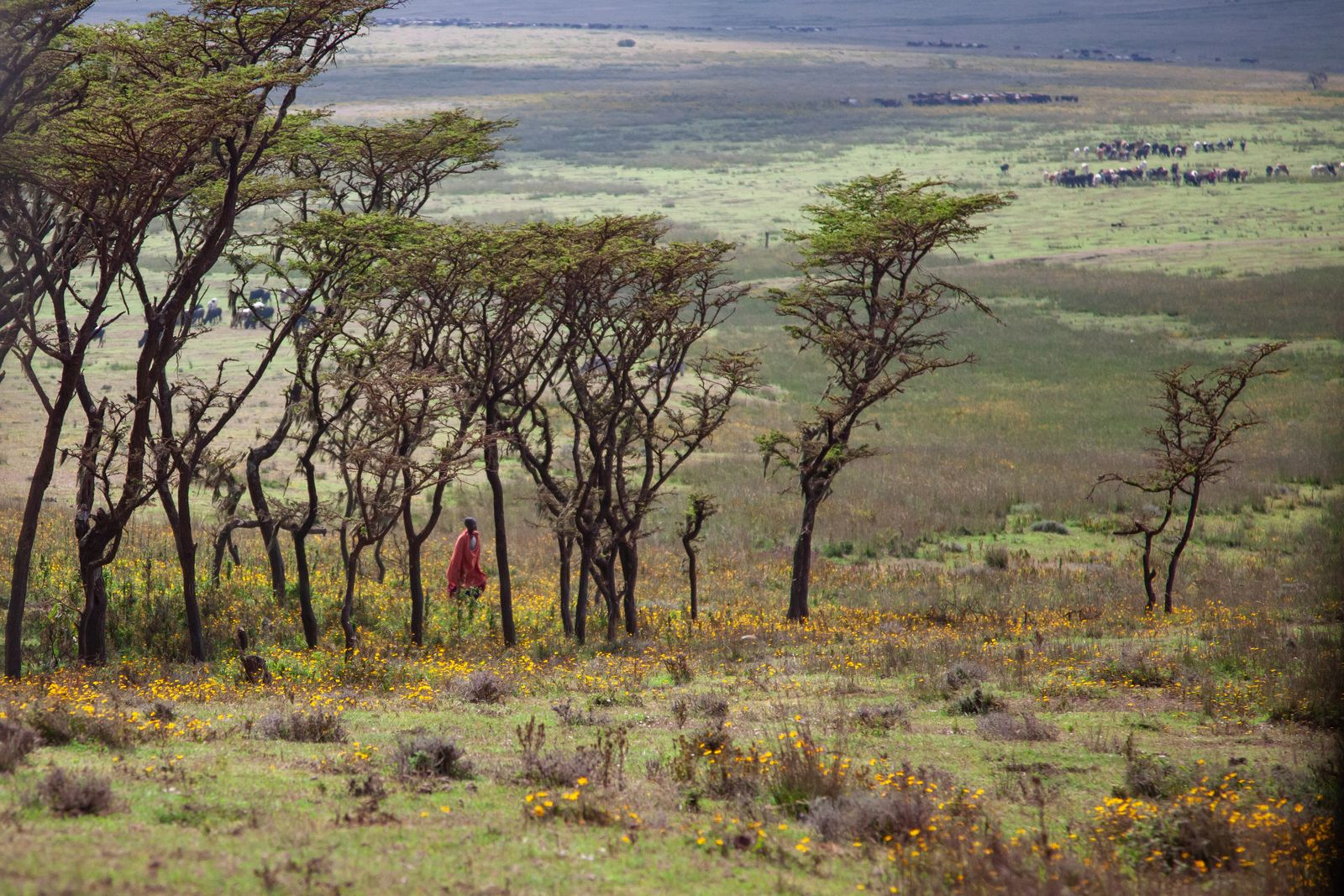 Kilimanjaro Training: Why Marathon Fitness Won't Save You at 19,341 Feet