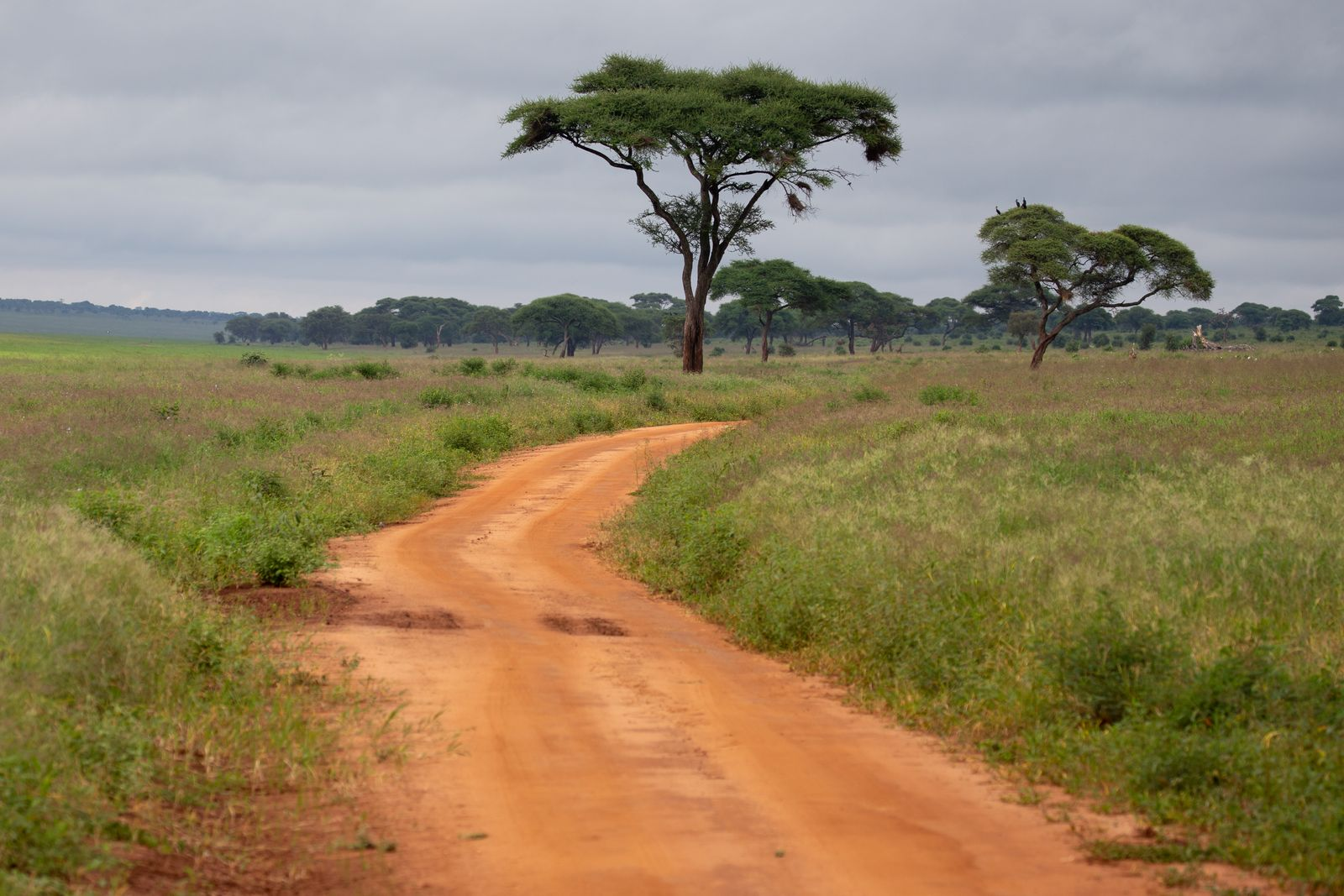 Cultural Safaris Tanzania: How to Avoid the $50, 10-Minute Maasai Stop