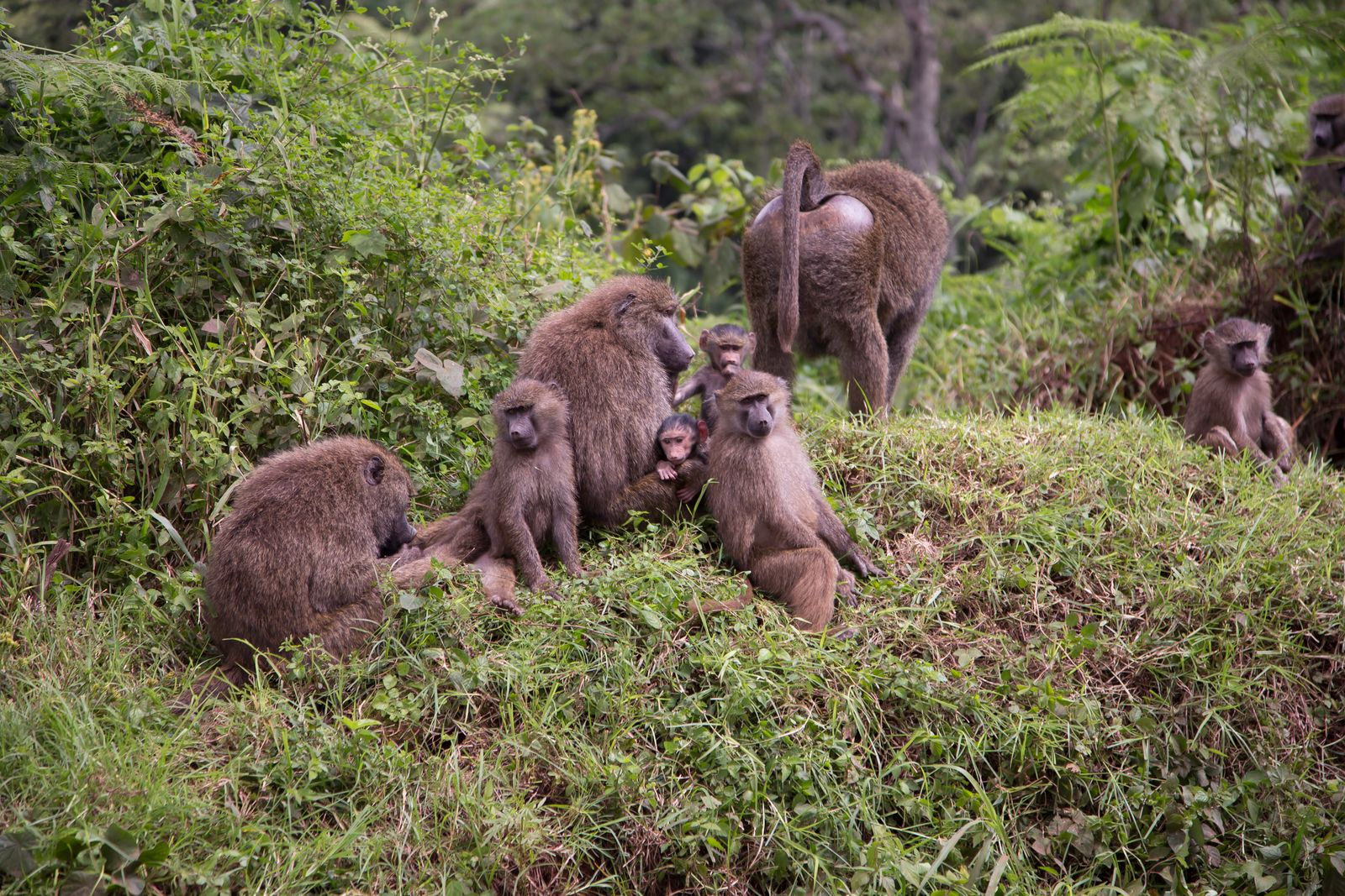 Tanzania Safari vs Kenya: 2026 Guide to Costs & Wildlife