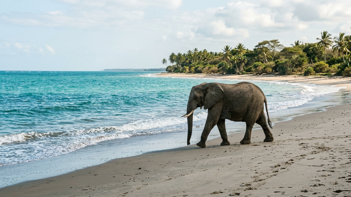 Swahili Coast Travel Guide 2026: 40+ Key Terms & Tips