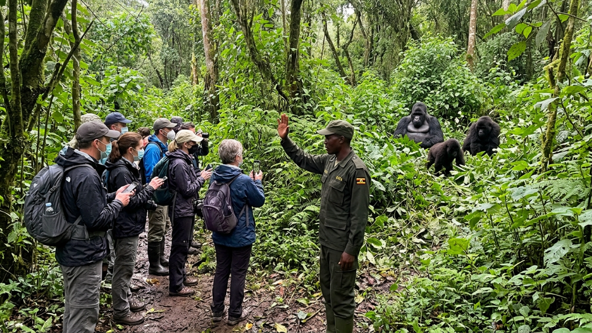 Gorilla Trekking Etiquette 2026: Rules for Uganda & Rwanda