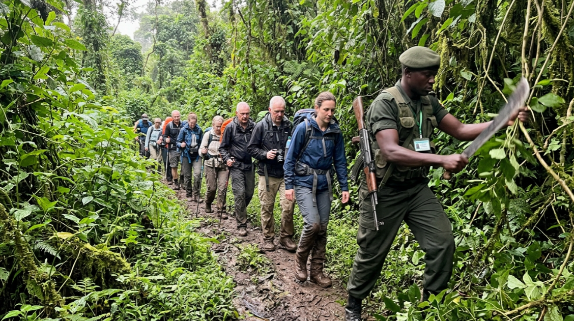 Is Gorilla Trekking Worth It in 2026? Costs, Odds, Impact