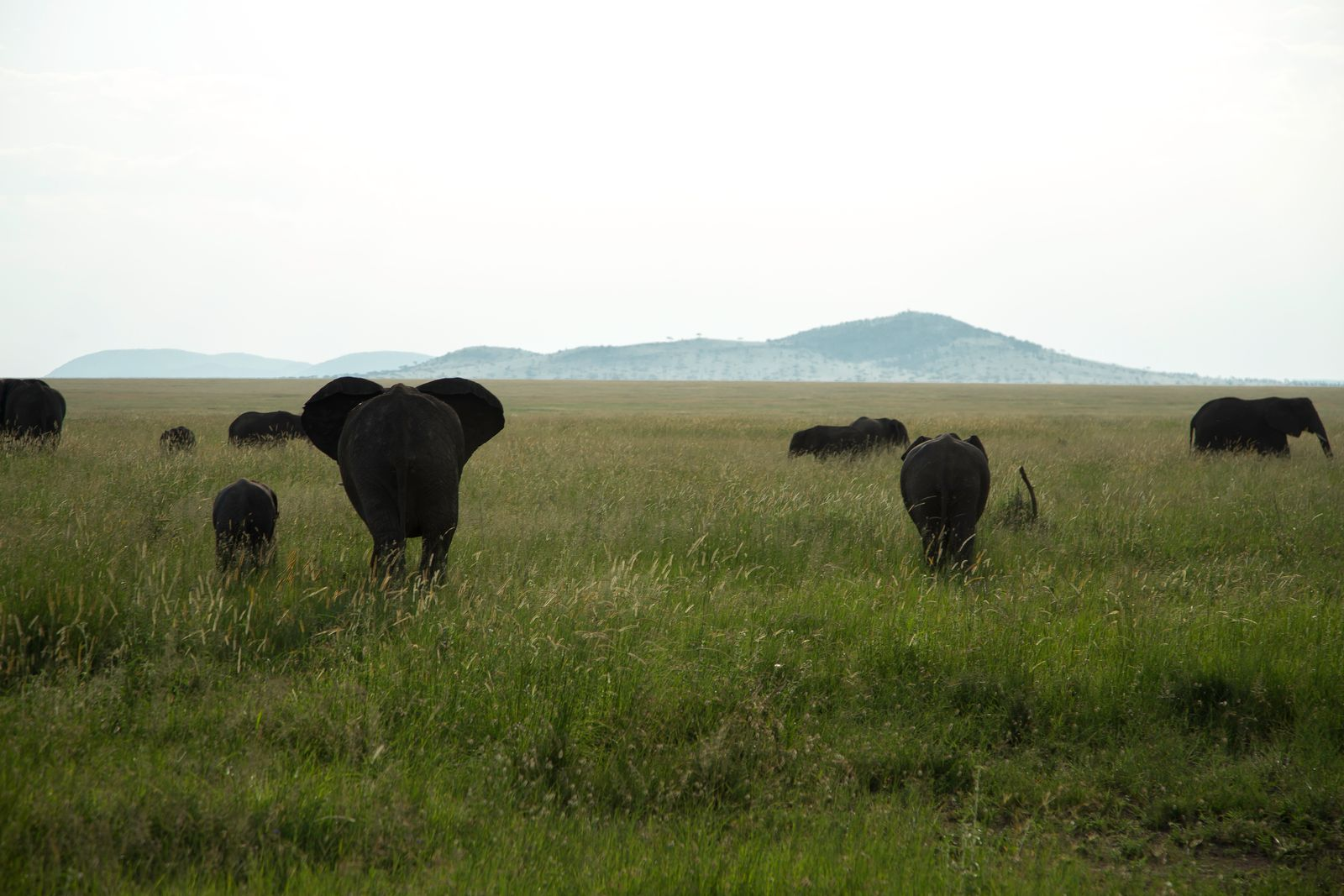 What Is the Best Time for Safari in Tanzania? 2026 Guide