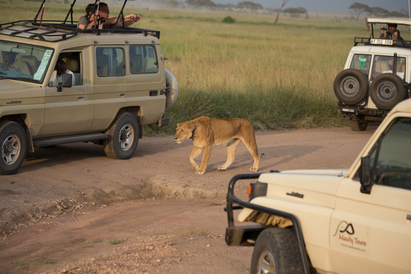 What Is the Best Time for Safari in Tanzania? 2026 Guide
