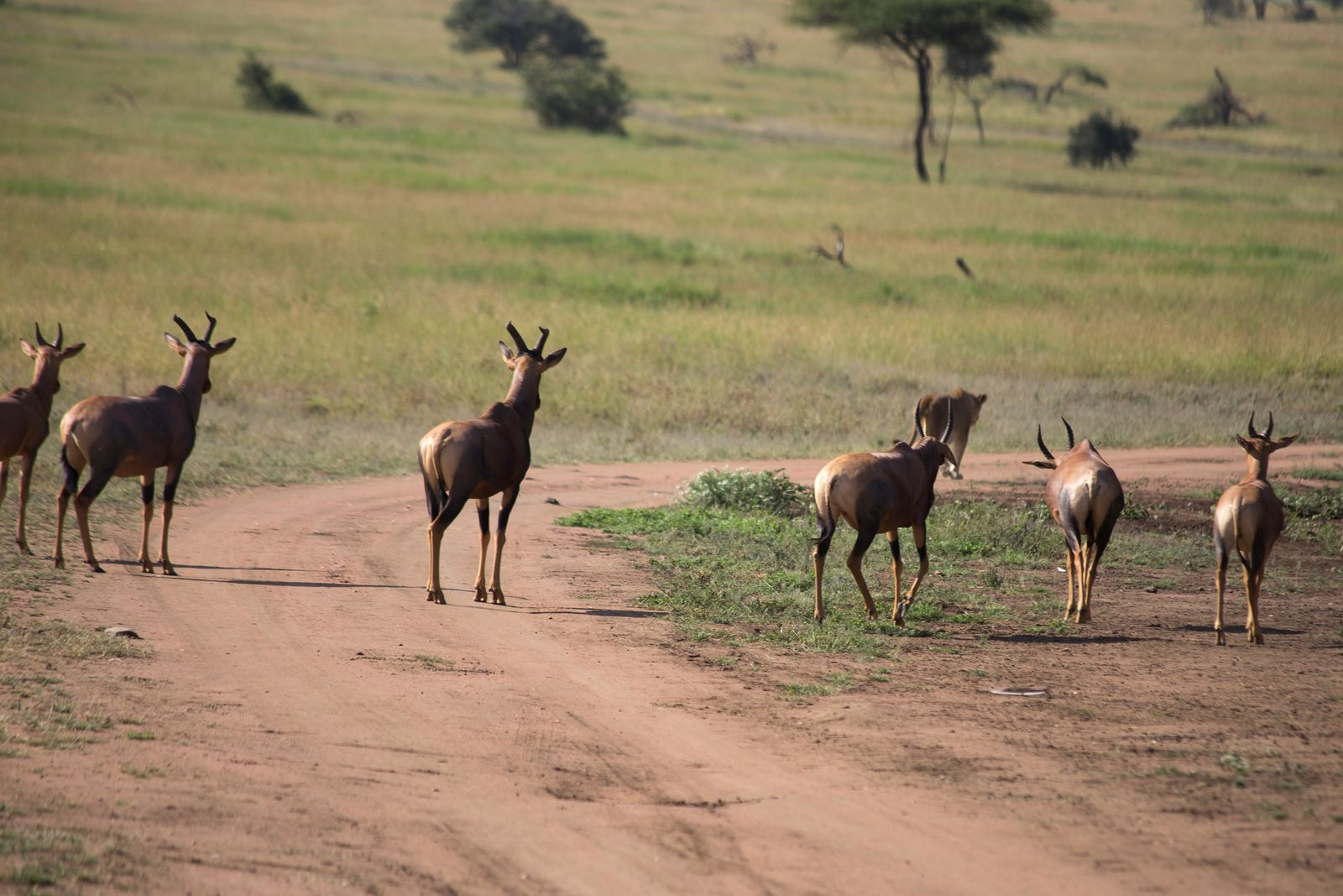 2026 Tanzania Safari Trip Itinerary: Glossary & Costs