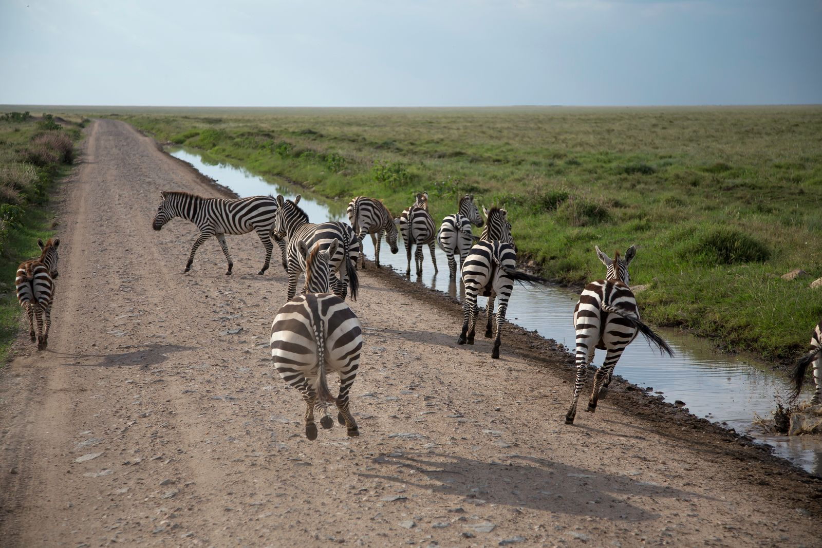 2026 Tanzania Safari Trip Itinerary: Glossary & Costs