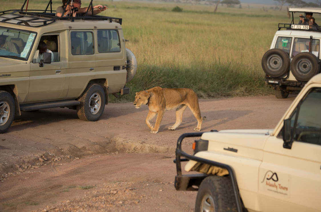 Safari Vehicles Africa: 2026 Guide to Types & Features