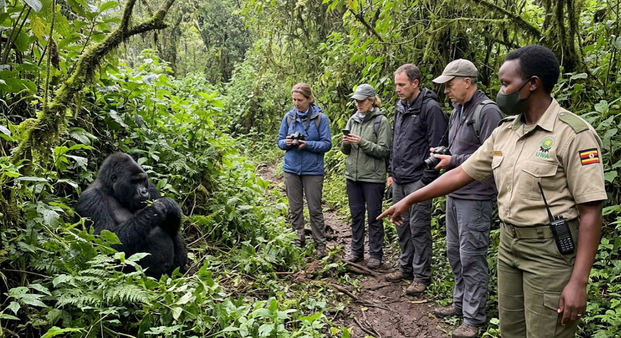 Gorilla Trekking FAQs 2026: Permits, Costs & What to Expect